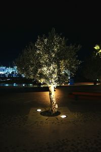 Illuminated trees at night