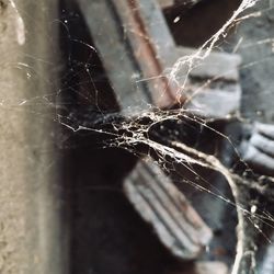 Close-up of spider on web