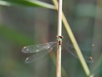 Close-up of dragonfly on leaf