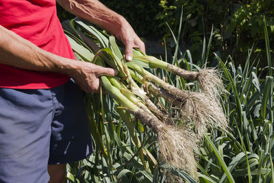 A man holding a bunch of freshly harvested leek in his hands, harvest