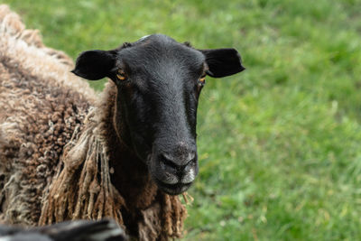 Portrait of cow on field