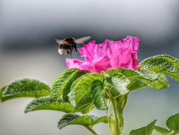 Close-up of bee on pink flower