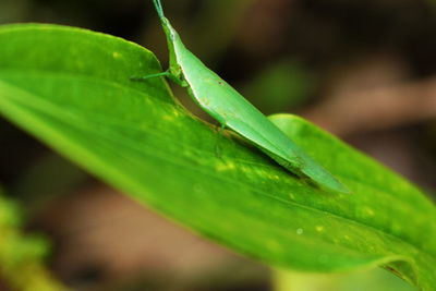 Close-up of insect on leaf