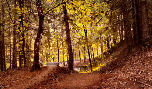 Dirt road amidst trees in forest during autumn