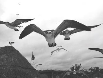 Low angle view of birds flying against sky