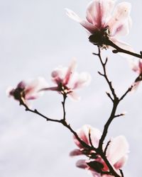 Low angle view of pink flowers blooming on tree