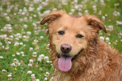 Fantastic look into the face of a wet toller retriever dog.