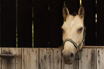 Close-up of horse