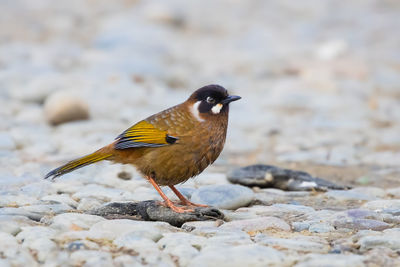 Close-up of bird perching on rock