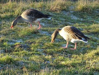 Duck on field