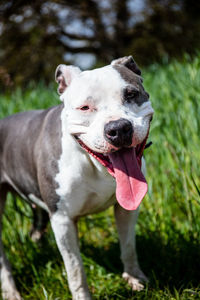 View of dog sticking out tongue on field