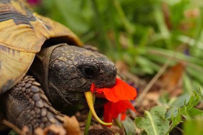 Close-up of lizard on flower