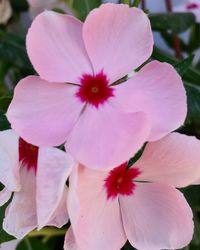 Close-up of pink hibiscus blooming outdoors