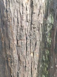 Full frame shot of tree trunk