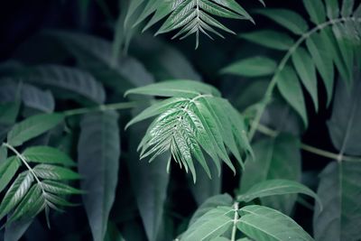 Close-up of green leaves