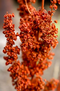 Close-up of red flowering plant