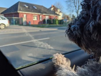 Back of a young poodle dog inside car looking out to the window, waiting for the owner to come back