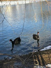 Ducks swimming in lake