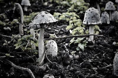 Close-up of mushroom growing on field