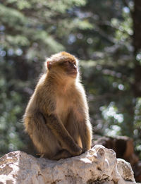 Monkey sitting on rock