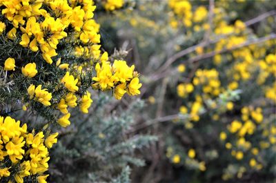 Close-up of yellow flowering plant