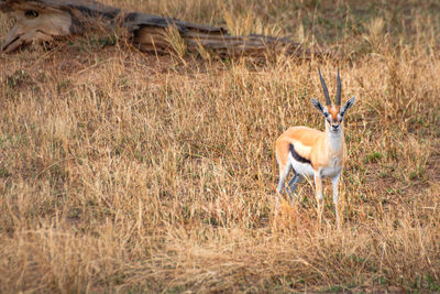 Side view of deer on field