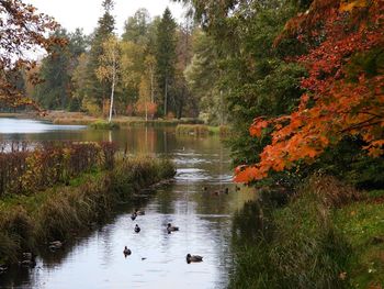 Ducks swimming in lake