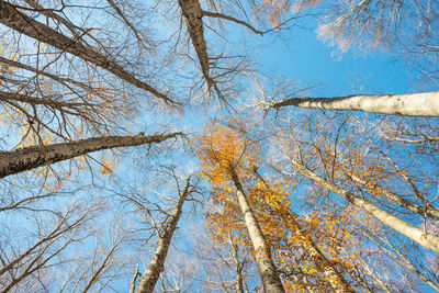 Low angle view of trees against sky