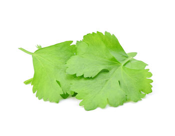 Close-up of fresh green leaves against white background