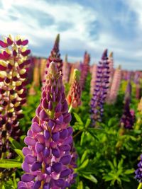 Close-up of purple flowering plant in field