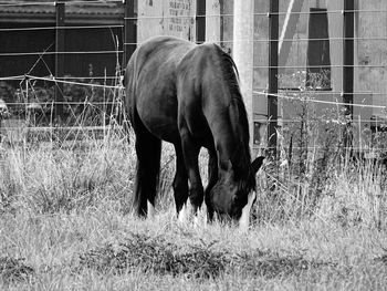 Close-up of horse grazing on field