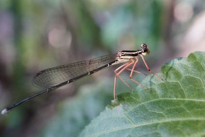 Close-up of dragonfly on leaf