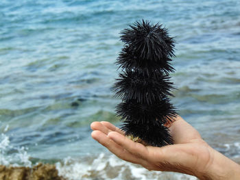 Cropped image of hand holding a sea