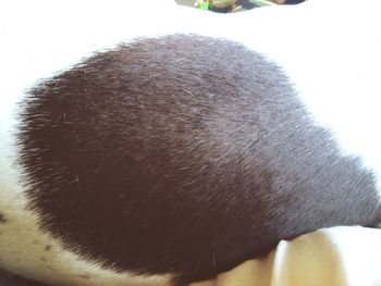 Close-up of cropped object