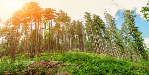 Trees growing in forest against sky