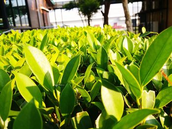 Close-up of green leaves