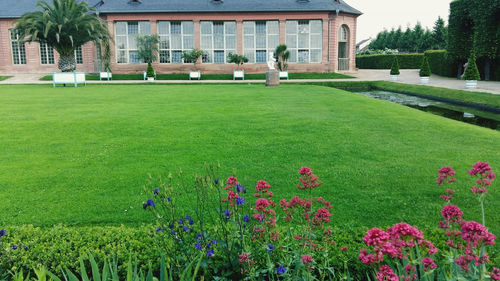 View of flowering plants in lawn