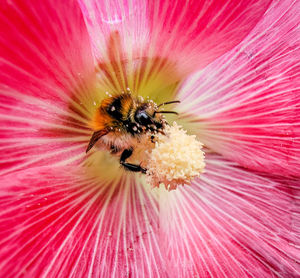 Close-up of bee pollinating on flower