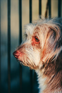 Close-up of a dog looking away