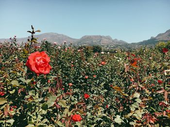 Flowers against clear sky