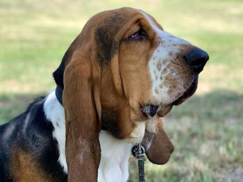 Close-up of a dog looking away