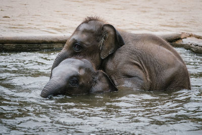 Elephant calves swimming in pond