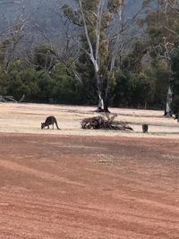 View of horse on field