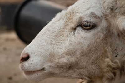 Grazing sheep