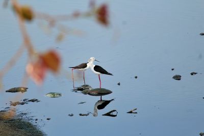 High angle view of seagulls flying over lake