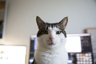 Close-up portrait of cat sitting