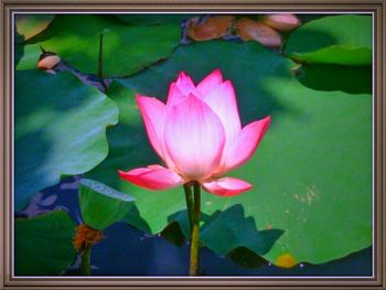 Close-up of lotus water lily in pond