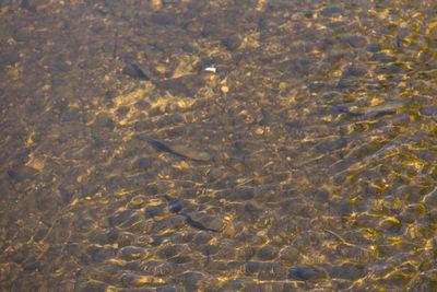 High angle view of crab in water