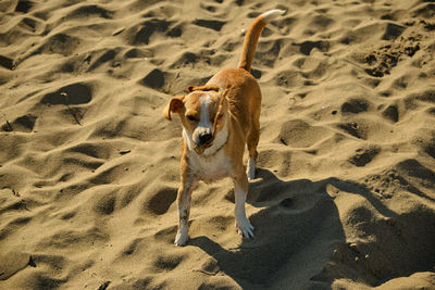 High angle view of dog on beach