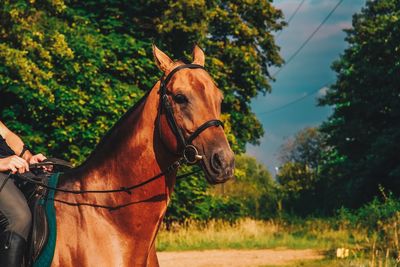 Horse in the field